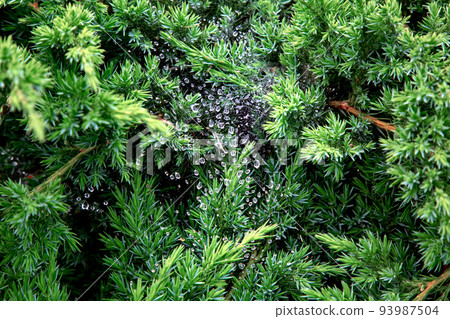 Cobwebs on branches of pine bush with dew drops, nature backdrop with evergreen plants in autumn weather, selective focus close-up, nobody. Cobwebs on branches of pine bush with dew drops, nature backdrop with evergreen plants in autumn weather, selective focus close-up, nobody. 93987504