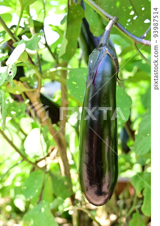 Eggplant before harvest Eggplant before harvest 93987514