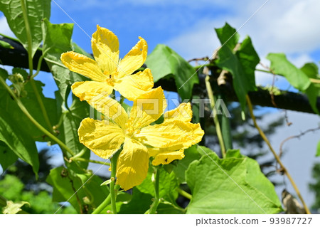 Yellow flower of annual plant of loofah (Cucurbitaceae) Yellow flower of annual plant of loofah (Cucurbitaceae) 93987727