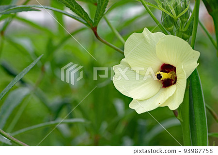 Okra's Flower Okra's Flower 93987758