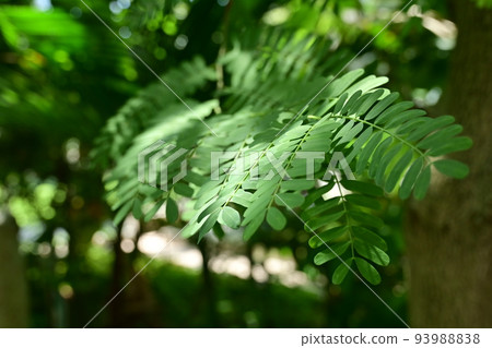 Tamarind (legume family) Caesalpinia leaves Tamarind (legume family) Caesalpinia leaves 93988838