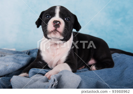 Black and white American Staffordshire Terrier dog or AmStaff puppy on blue background 93988962