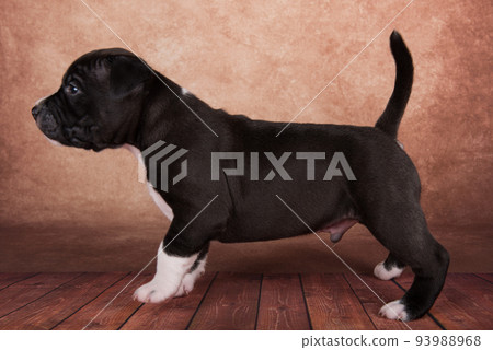 Black and white American Staffordshire Terrier dog or AmStaff puppy on brown background Black and white American Staffordshire Terrier dog or AmStaff puppy on brown background 93988968