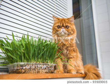 Cat is eating fresh green grass. Cat grass, pet grass. Natural hairball treatment. Persian Exotic red cat Cat is eating fresh green grass. Cat grass, pet grass. Natural hairball treatment. Persian Exotic red cat 93989003