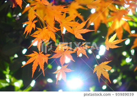 秋天的開始 秋天的開始 93989039