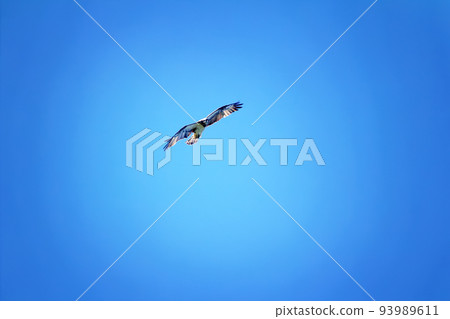 silhouette of flying osprey silhouette of flying osprey 93989611
