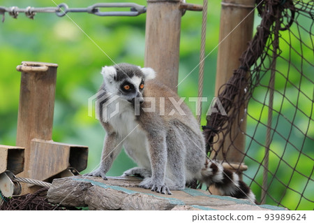 環尾狐猴動物園行為展瀕臨滅絕 93989624