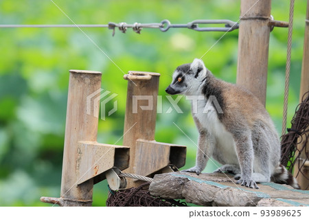 環尾狐猴動物園行為展瀕臨滅絕 93989625