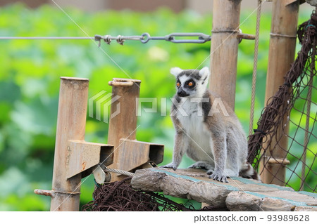 環尾狐猴動物園行為展瀕臨滅絕 93989628