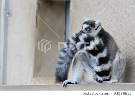 環尾狐猴動物園行為展瀕臨滅絕 環尾狐猴動物園行為展瀕臨滅絕 93989632