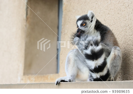Ring-tailed lemur zoo behavioral exhibit endangered species Ring-tailed lemur zoo behavioral exhibit endangered species 93989635