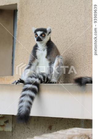 Ring-tailed lemur zoo behavioral exhibit endangered species Ring-tailed lemur zoo behavioral exhibit endangered species 93989639
