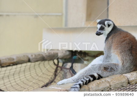 Ring-tailed lemur zoo behavioral exhibit endangered species 93989640