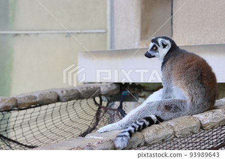 Ring-tailed lemur zoo behavioral exhibit endangered species Ring-tailed lemur zoo behavioral exhibit endangered species 93989643