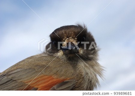 Siberian jay on a hand Siberian jay on a hand 93989681