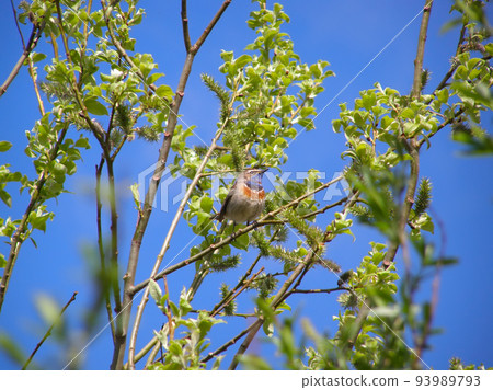Bluethroat, Luscinia Svecica Bluethroat, Luscinia Svecica 93989793