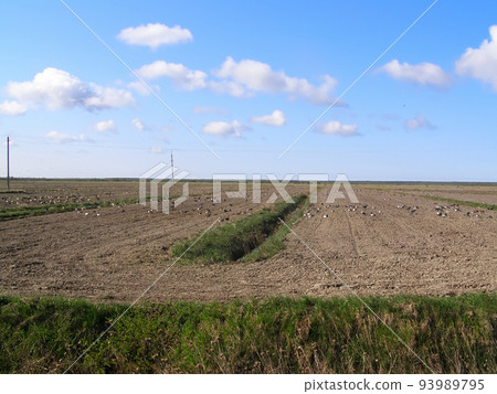 spring field and geese spring field and geese 93989795