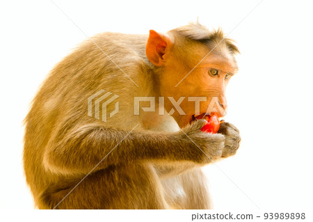 Indian macaques, bonnet macaques, or (lat. Macaca radiata). 93989898