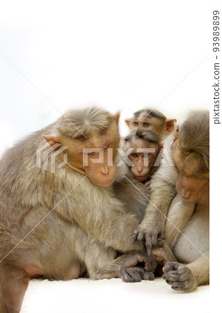 Indian macaques Macaca radiata monkey family Indian macaques Macaca radiata monkey family 93989899