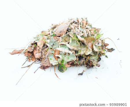 moss and mushrooms pristine forests moss and mushrooms pristine forests 93989901