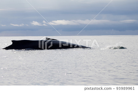 humpback whale (lat. Megaptera novaeangliae) 93989961