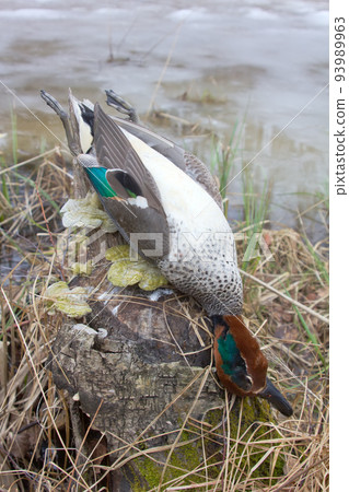 take European teal (Anas crecca) 3 93989963