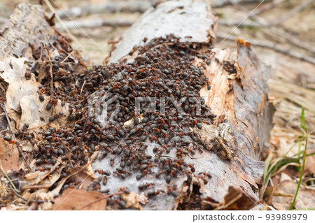 Congestion of ants Congestion of ants 93989979