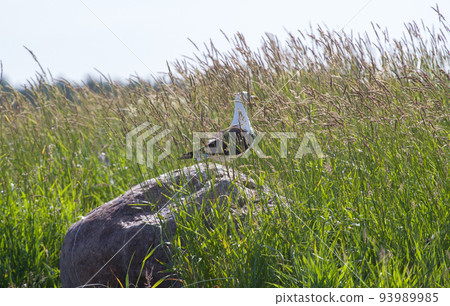 seagull hid  in  grass a breeze on the sea coast 93989985