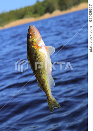 now caught ruff now caught ruff 93989997