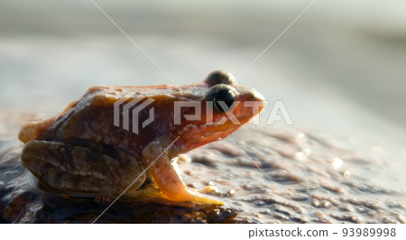 brown frog 93989998