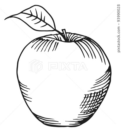 Apple drawing. Knowledge symbol. Fresh fruit engraving Apple drawing. Knowledge symbol. Fresh fruit engraving 93990028