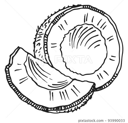Coconut drawing. Exotic milk nut. Tropical plant sketch Coconut drawing. Exotic milk nut. Tropical plant sketch 93990033