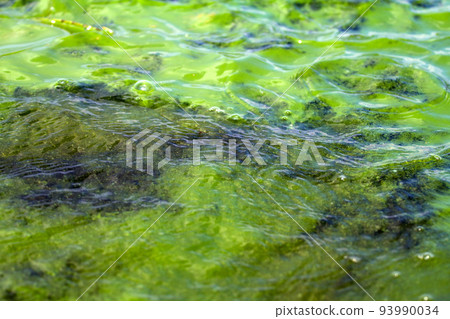 Algae polluted water ( green scum) Algae polluted water ( green scum) 93990034