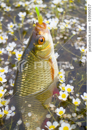 summer lake fishing Rudd fish summer lake fishing Rudd fish 93990057