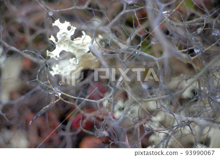 macro world polar plant the white dead dry. 93990067
