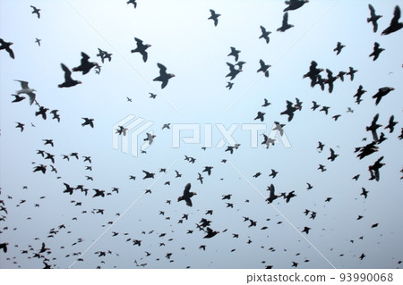 A lot. Whole sky covered with birds. Flying  Tufted Puffins 93990068