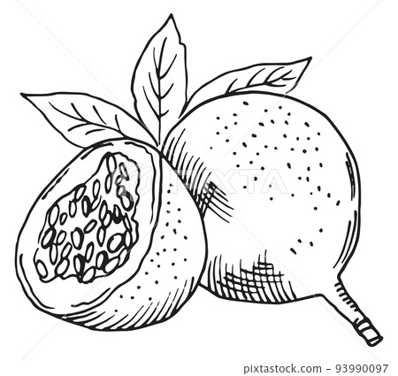 EXotic fruit engraving. Sweet tasty granadilla sketch EXotic fruit engraving. Sweet tasty granadilla sketch 93990097