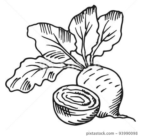 Beet root. Hand drawn cutted vegetable. Farm plant Beet root. Hand drawn cutted vegetable. Farm plant 93990098