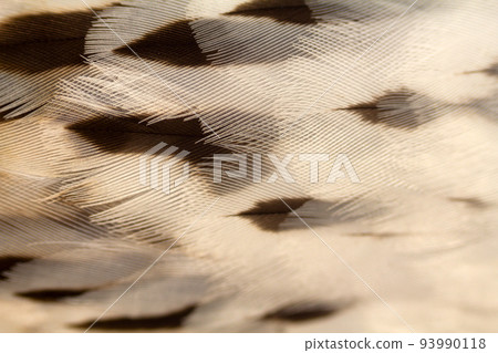 feathers bird stains stripes feathers bird stains stripes 93990118