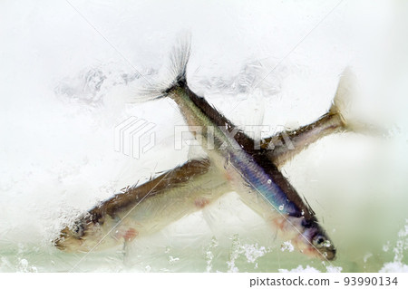 smelt in the winter under ice (Osmerus eperlanus) smelt in the winter under ice (Osmerus eperlanus) 93990134