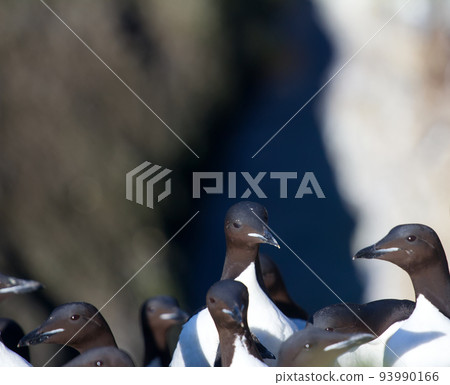 Thick-billed murre colony Thick-billed murre colony 93990166