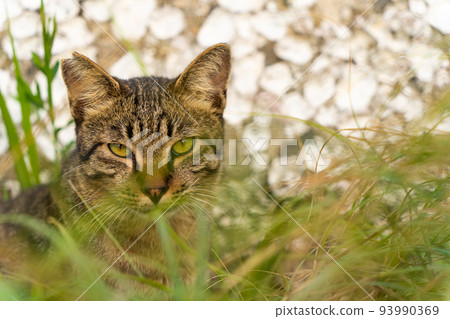 A stray cat watching out for its surroundings from the grass A stray cat watching out for its surroundings from the grass 93990369