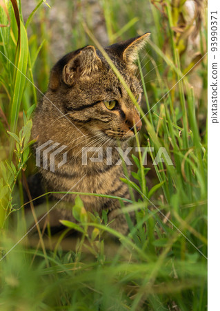 A stray cat watching out for its surroundings from the grass A stray cat watching out for its surroundings from the grass 93990371