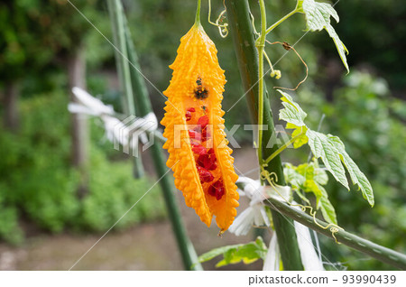 變黃分裂的戈雅 93990439