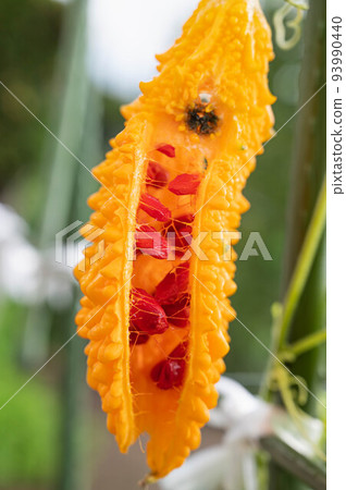 變黃分裂的戈雅 93990440