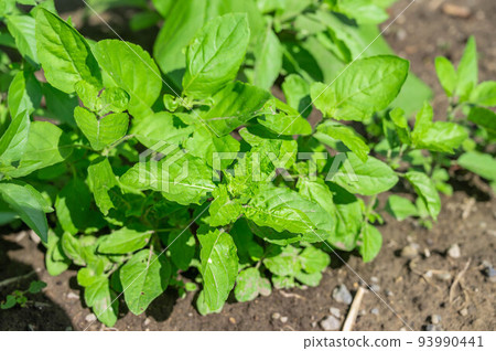 Holy basil in the kitchen garden Holy basil in the kitchen garden 93990441