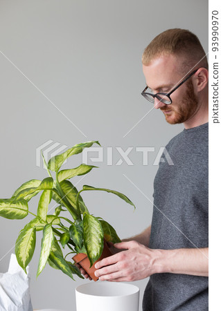Portrait of young man potting Dieffenbachia plant at home. Portrait of young man potting Dieffenbachia plant at home. 93990970