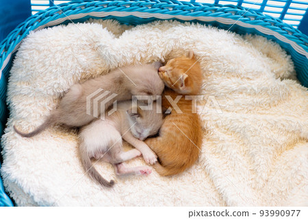 Kitten in a basket. Baby cat at home. Kitten in a basket. Baby cat at home. 93990977