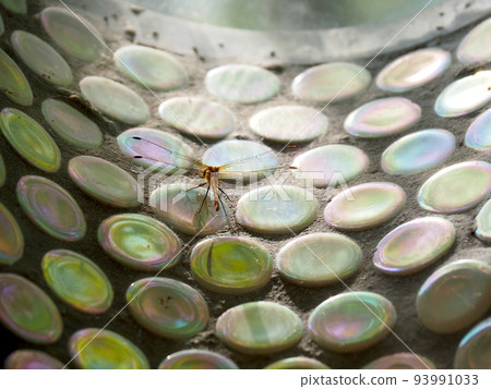 dragonfly dragonfly 93991033