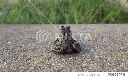 Frog staring at the grass Frog staring at the grass 93991059